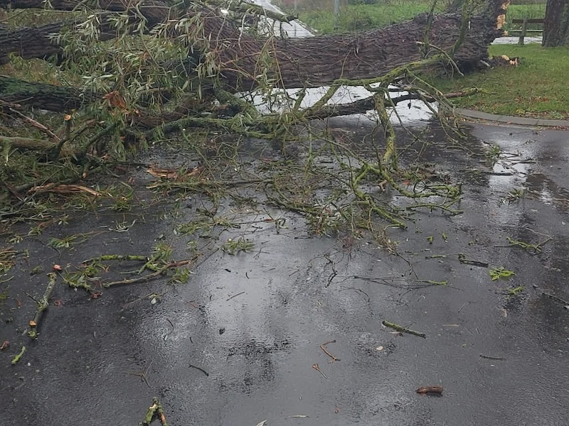 Zware boom komt op het wegdek terecht in Wieze