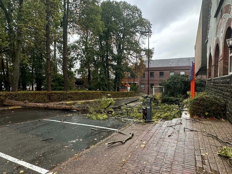 Omgewaaide boom verspert Steinfurtdreef: gemeente waarschuwt voor onstabiele bomen in Warandepark