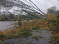 Boom belandt op fietspad langs de Schelde in Gavere