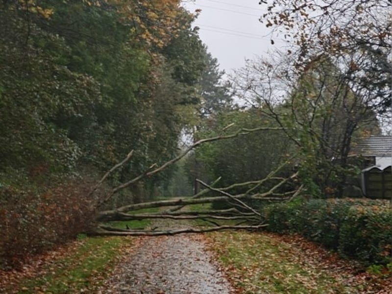 Omgewaaide boom verspert fietspad in Turnhout