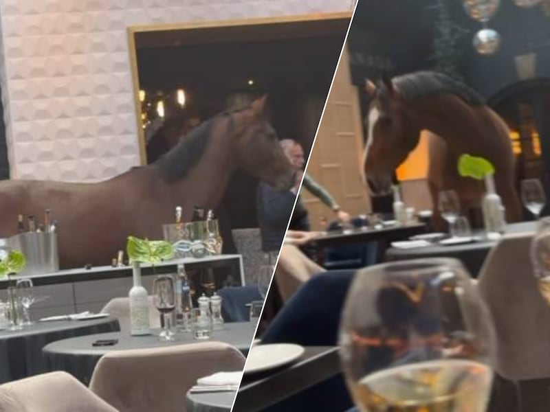 KIJK. En plots wandelt een paard bistro van vijfsterrenhotel binnen tijdens de lunch: “Zonder reservatie”
