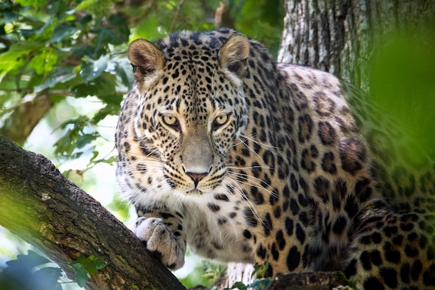 Hoe een Perzische panter in Beekse Bergen een verzorgster uit ...
