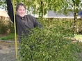 Grootste maretak van het Meetjesland geveld door storm Austen: “Maar op Kerstmis kan nog altijd gekust worden”