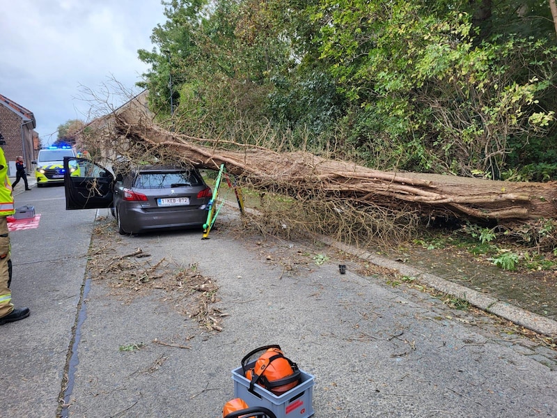 Boom valt door stormweer op rijdende auto in Linter: vrouw gekneld, andere inzittende raakt uit eigen kracht uit wagen