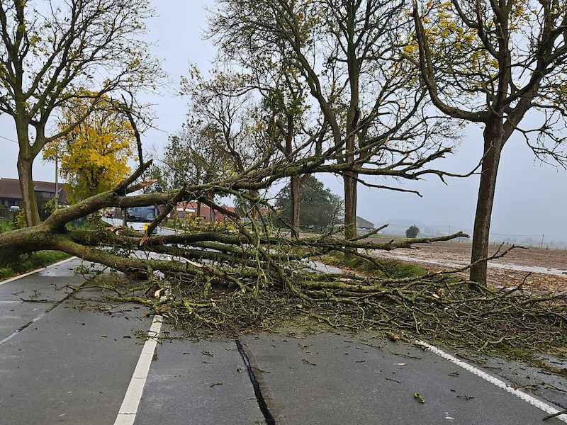 Brandweer verwijdert reusachtige boom in Dikkebus