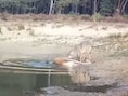 Uitzonderlijk op beeld: Nederlandse wildcamera filmt succesvolle aanval van wolf op hert