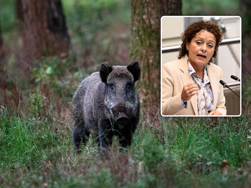 Everzwijnen richten ravage aan in tuinen, maar amper één slachtoffer kreeg al schadevergoeding: “Gedupeerden worden nauwelijks beschermd”