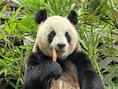 Maak kennis met Ran Ran, de vrouwelijke reuzenpanda die straks van China naar Pairi Daiza verhuist