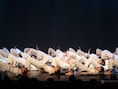 Koninklijke Harmonie van Herent en Dansaccent vieren 200 jaar Veltem-Beisem met unieke voorstelling