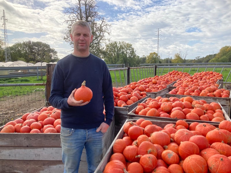 Teler Jurgen uit Ninove redt 3.300 kilo ‘te kleine’ pompoenen met Halloween-actie: “Blij dat ze nu toch een bestemming krijgen”