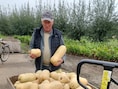 600 kilo pompoenen dreigen verloren te gaan in Melsele: “Zonde, want er is absoluut niets mis mee”