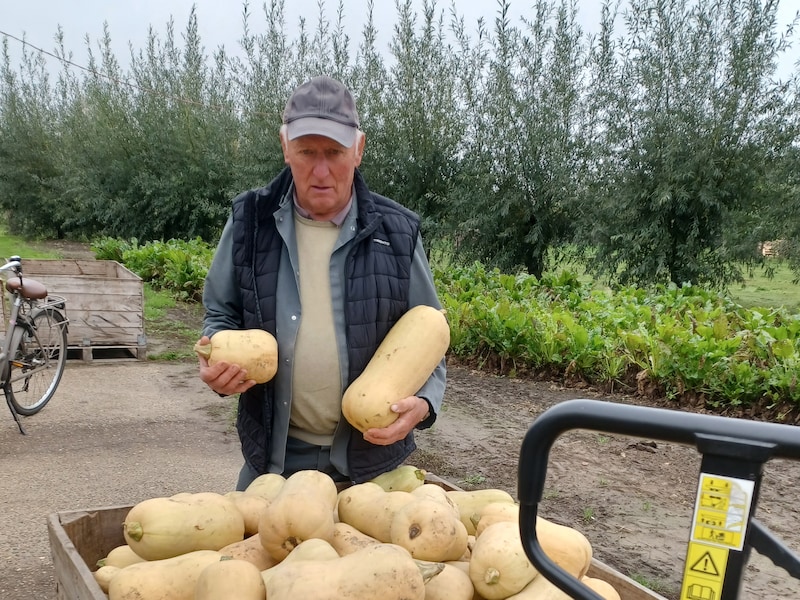 600 kilo pompoenen dreigen verloren te gaan in Melsele: “Zonde, want er is absoluut niets mis mee”