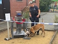 Hondenhalloween in Olmen: gratis wandeltocht gaat op zoek naar twee mysterieuze dieven