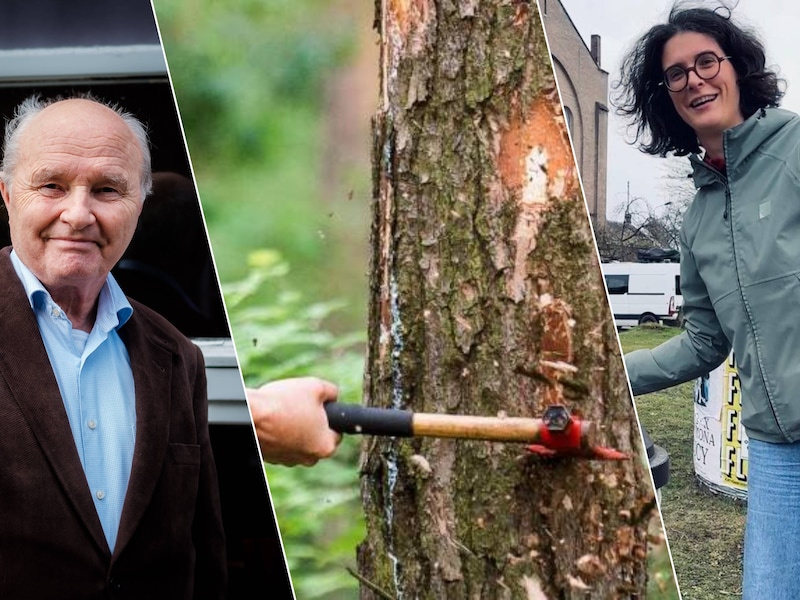 Strijd om bomen in Edegemse gemeenteraad: “Zorg voor ons groen en onze inwoners gaan hand in hand”