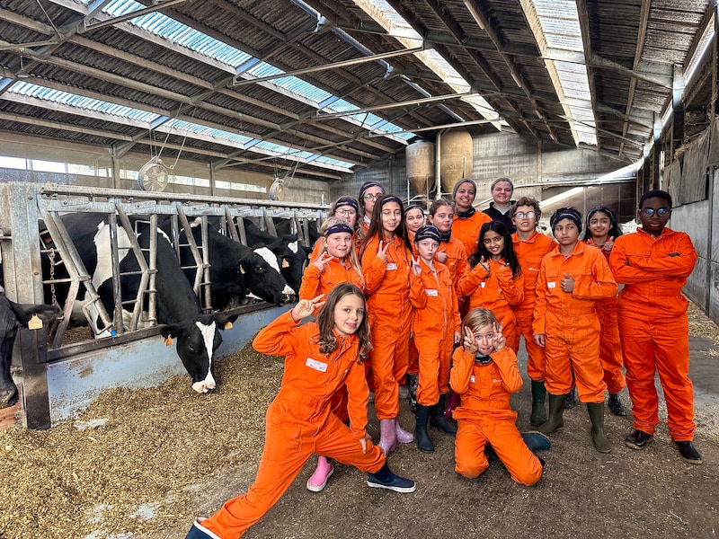 De klas van juf Betül bij de koeien
