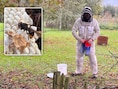 Stormen blazen ook nesten van Aziatische hoornaars uit bomen: “Die zijn nu op hun zwaarst, want de larven zijn volgroeid”