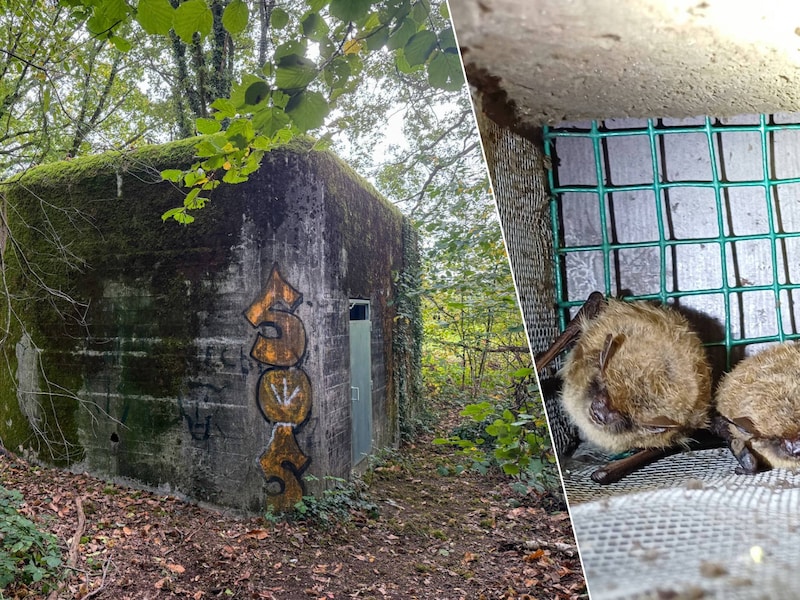 Gebouwd als verdediging tegen Nazi-Duitsland, nu worden acht bunkers nieuw winterverblijf voor vleermuizen
