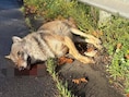 Wolf doodgereden op E34 tussen Zoersel en Lille: “DNA-onderzoek moet uitwijzen om welke wolf het gaat”