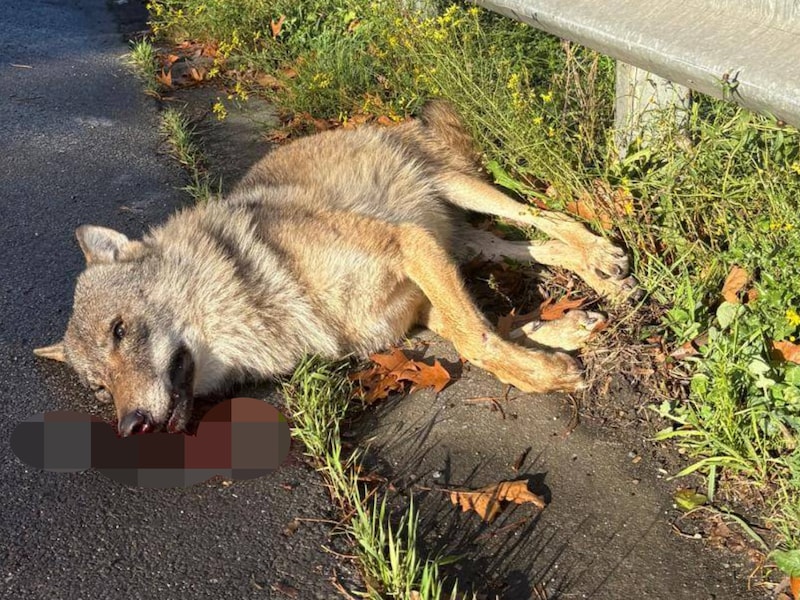 Op de E34 tussen Zoersel en Lille is een wolf doodgereden