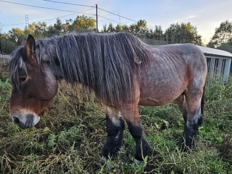 Zwaar vermagerd boerenpaard zonder tanden in beslag genomen in Kortessem: “We weten niet of het nog goedkomt”