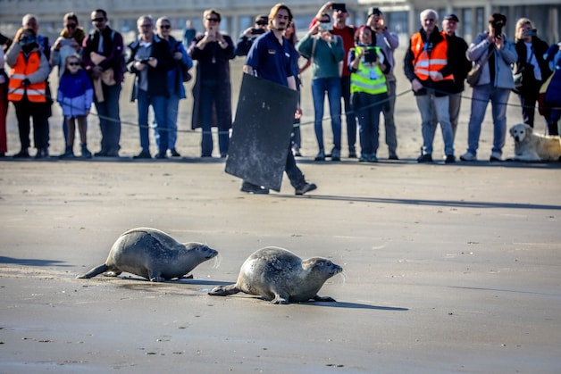 Zeehondjes Rosa, Storm en Oskar mogen na maandenlang herstel in SEA ...