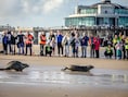 Zeehondjes Rosa, Storm en Oskar mogen na maandenlang herstel in SEA LIFE Blankenberge weer vrije natuur in