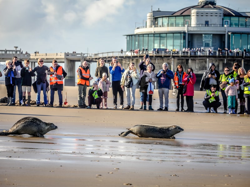 Zeehondjes Rosa, Storm en Oskar mogen na maandenlang herstel in SEA LIFE Blankenberge weer vrije natuur in