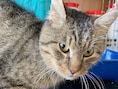 Politie zoekt baasje van aanhankelijke kater: “Hij wil weten waar zijn personeel blijft”