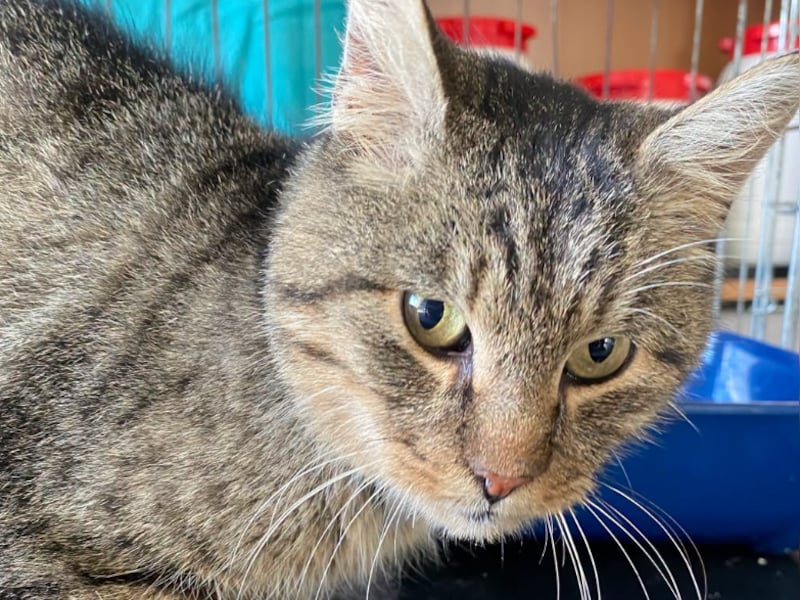 Politie zoekt baasje van aanhankelijke kater: “Hij wil weten waar zijn personeel blijft”