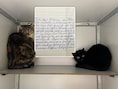 Twee jonge katten achtergelaten in buurtkast in Nederland met brief van eigenaar: “Ik zie uit nood geen andere oplossing”