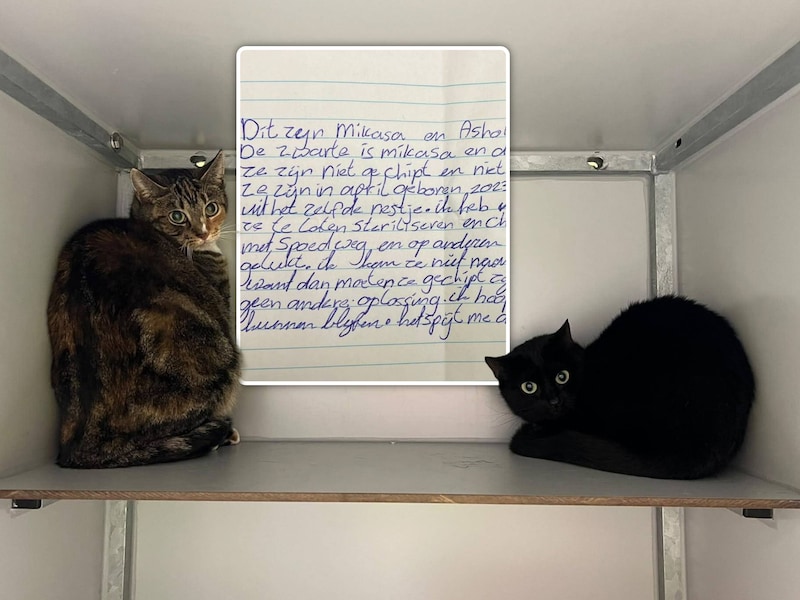 Twee jonge katten achtergelaten in buurtkast in Nederland met brief van eigenaar: “Ik zie uit nood geen andere oplossing”