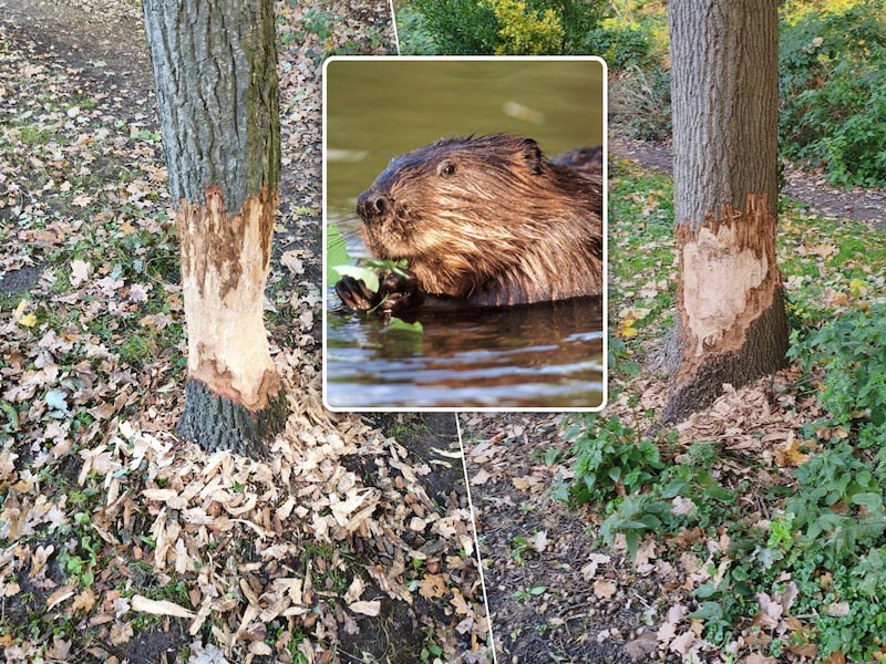 Bever zet voor het eerst tanden in Hof Ten Eiken in Rumst: “Misschien komt hij gewoon eens kijken”