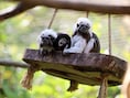 Veertien aapjes gestolen uit dierenpark in Frankrijk: “Fortuin waard op de zwarte markt”