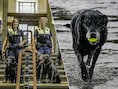 Baasje van Billy (10), de allereerste explosievenhond van België: “Onze band ging veel verder dan die met een gewoon huisdier”