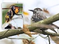 Onverwachte hulp in strijd tegen Aziatische hoornaar? Siberische dunsnavelnotenkraker strijkt massaal neer in Vlaanderen