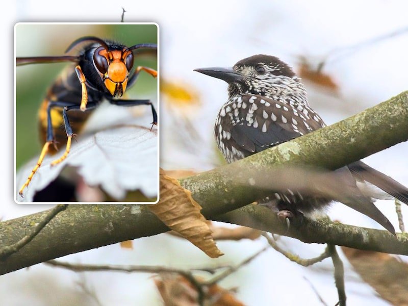 Onverwachte hulp in strijd tegen Aziatische hoornaar? Siberische dunsnavelnotenkraker strijkt massaal neer in Vlaanderen