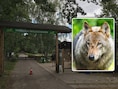 Duitse politie onderzoekt rol medewerkster na wolvenaanval op meisje (8) in dierentuin