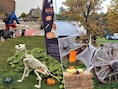 Wat te doen dit weekend in de Kempen? Van Hondenhalloween tot Heksentocht