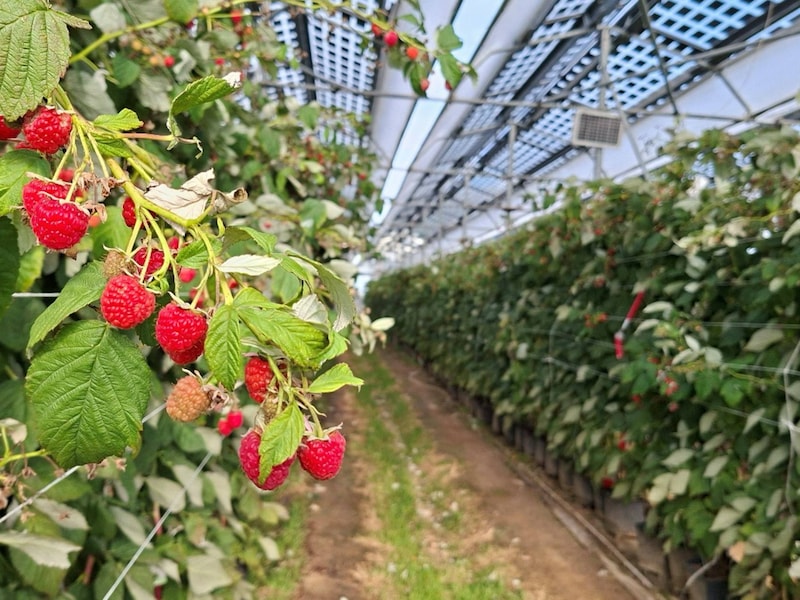 Frambozen kweken onder zonnepanelen blijkt een succes in Sint-Truiden: “Minder water en meer kwaliteitsfruit”