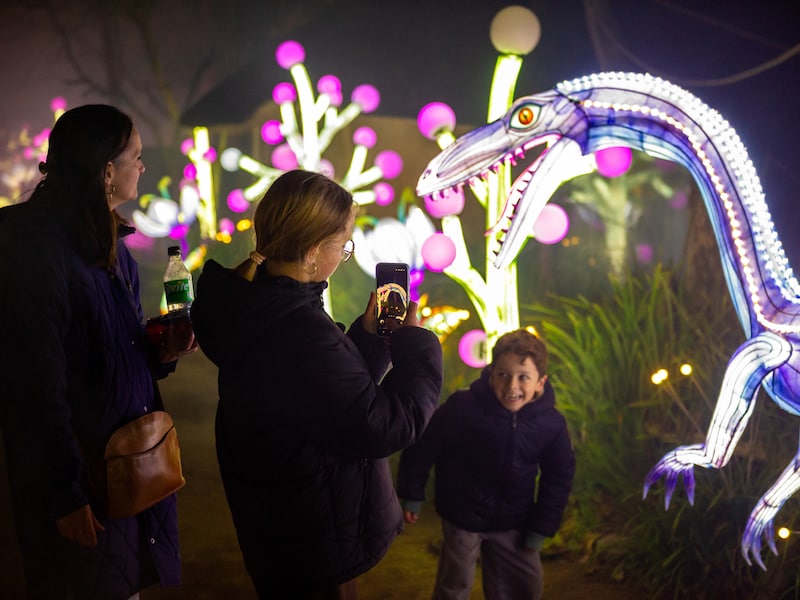 DINO NIGHTS brengt vijftig dinosaurussen naar ZOO Planckendael: “We brengen de prehistorie op een magische manier opnieuw tot leven”