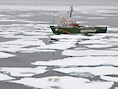 De Russen voeren aan dat de boeg van de Arctic Sunrise onvoldoende bestand is tegen het ijs in de Noordpoolzee.