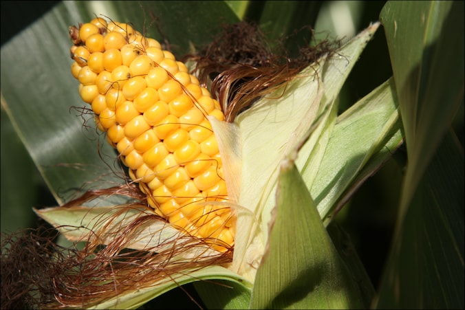 De fabriek moet een van de grootste Monsanto-fabrieken voor maïszaaigoed worden.