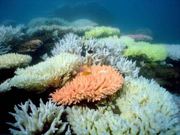 Ook het Australische Great Barrier Reef wordt bedreigd.
