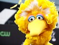Ook in de Nederlandstalige versie is Pino een van de populairste personages, met zijn enorme poten en zijn enorme hart. Gek genoeg is Pino blauw, terwijl Big Bird geel is.