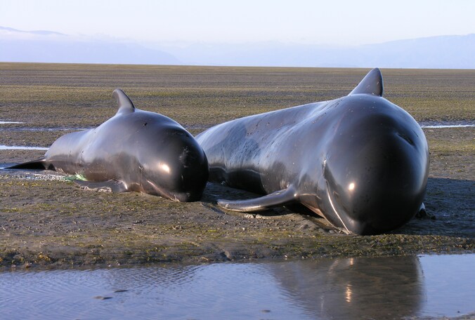 Op Farewell Spit spoelen jaarlijks heel veel dieren aan.
