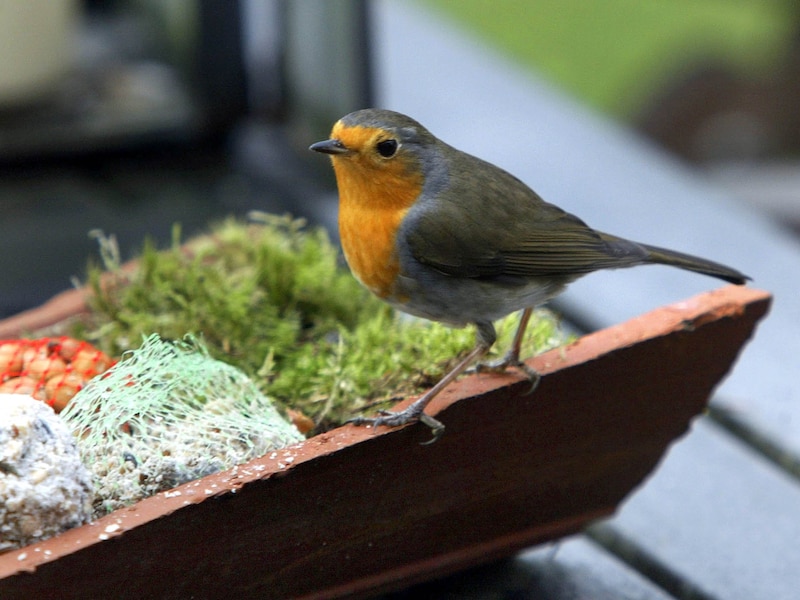 Gratis workshop vetbollen maken in Kapelle-op-den-Bos helpt vogels de winter door