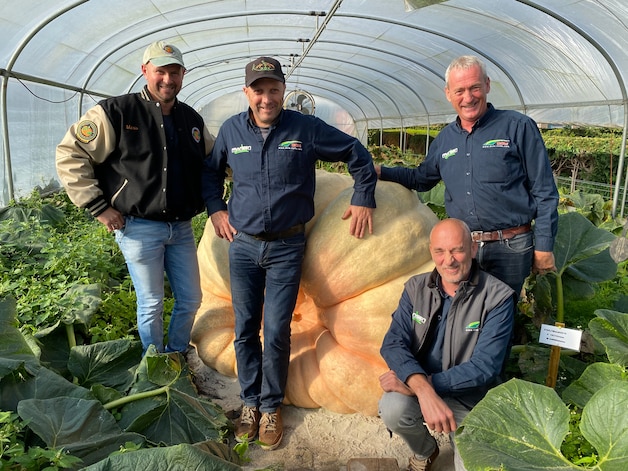 Mario (48) mikt op wereldrecord met pompoen van ruim 1.000 kilo: “Van ...