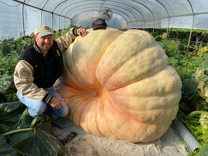 Mario (48) mikt op wereldrecord met pompoen van ruim 1.000 kilo: “Van ...