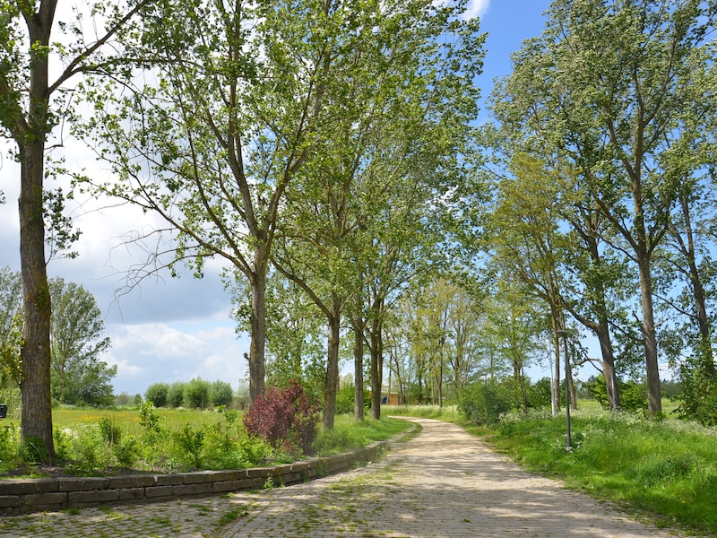 Storm op komst: Denderleeuw sluit bossen en parken vanmiddag tot middernacht