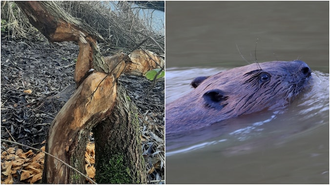 Gemeente heeft zijn mascotte terug: “De bever ‘is back’ in Beveren ...